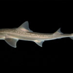 This ticking shark is the first heard to make noise