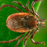 Three U.S tick species may trigger a mysterious red-meat allergy