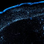 Mice show us why food poisoning is so hard to forget