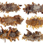The ‘bone collector’ caterpillar wears its prey as camouflage