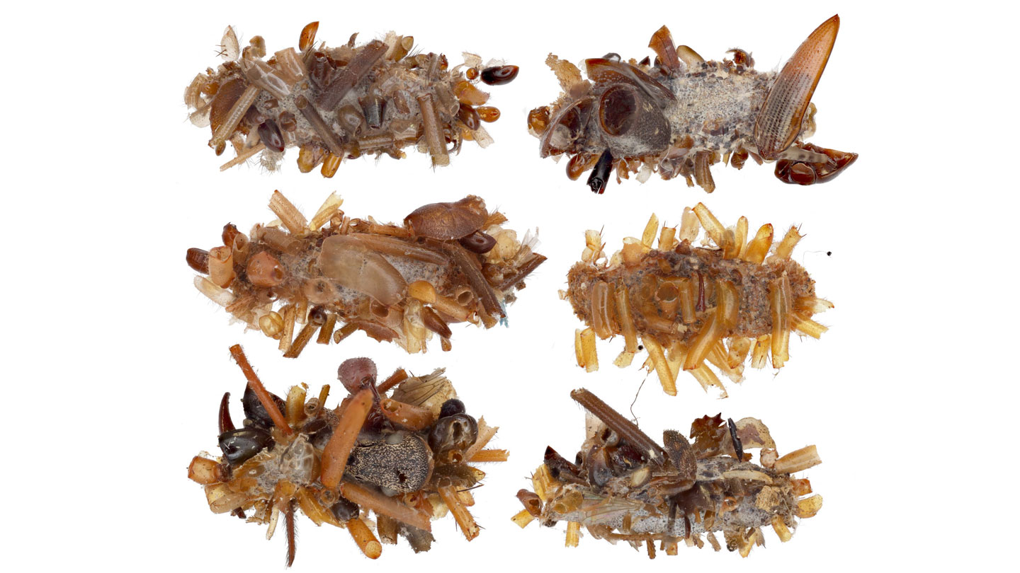 The ‘bone collector’ caterpillar wears its prey as camouflage
