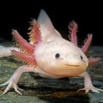 Captive-breeding axolotls may help avoid their extinction