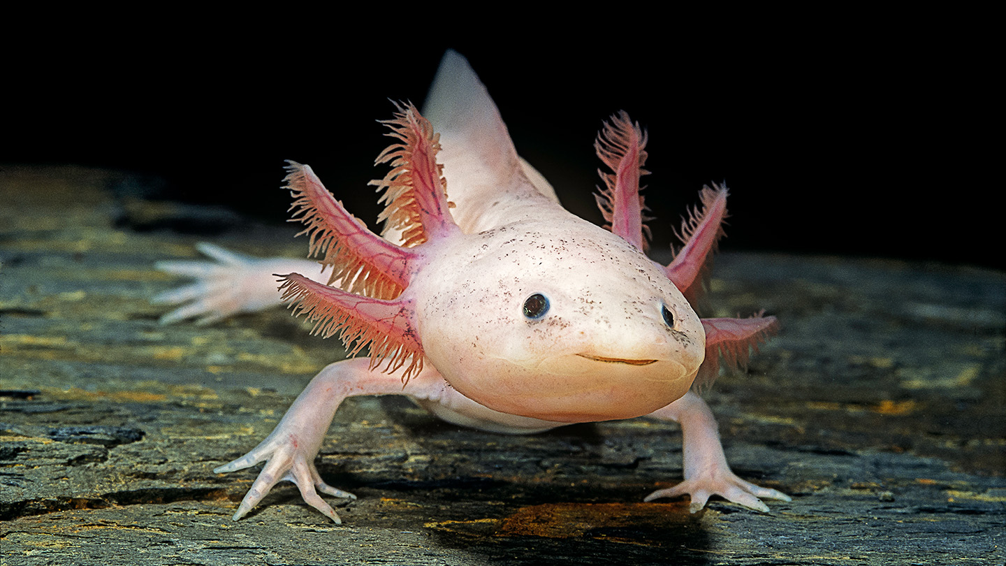 Captive-breeding axolotls may help avoid their extinction