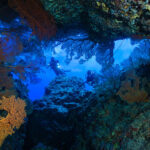 New ocean sanctuaries house young coral and even flee peril