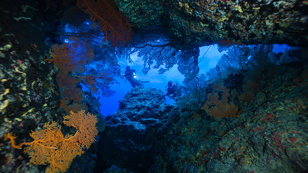 New ocean sanctuaries house young coral and even flee peril