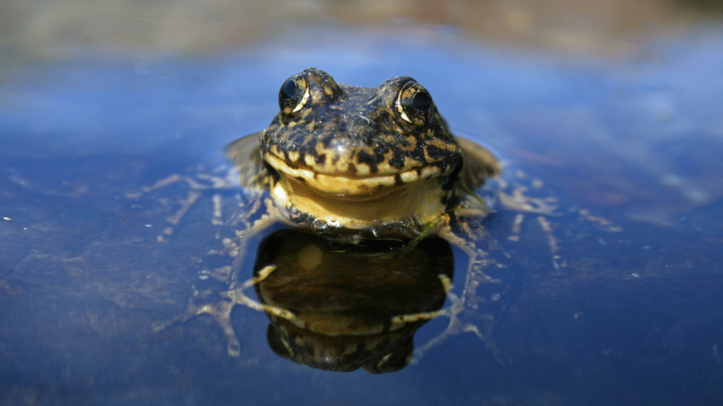 Moving frogs to new places helped an endangered species spread