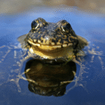 Moving frogs to new places helped an endangered species spread