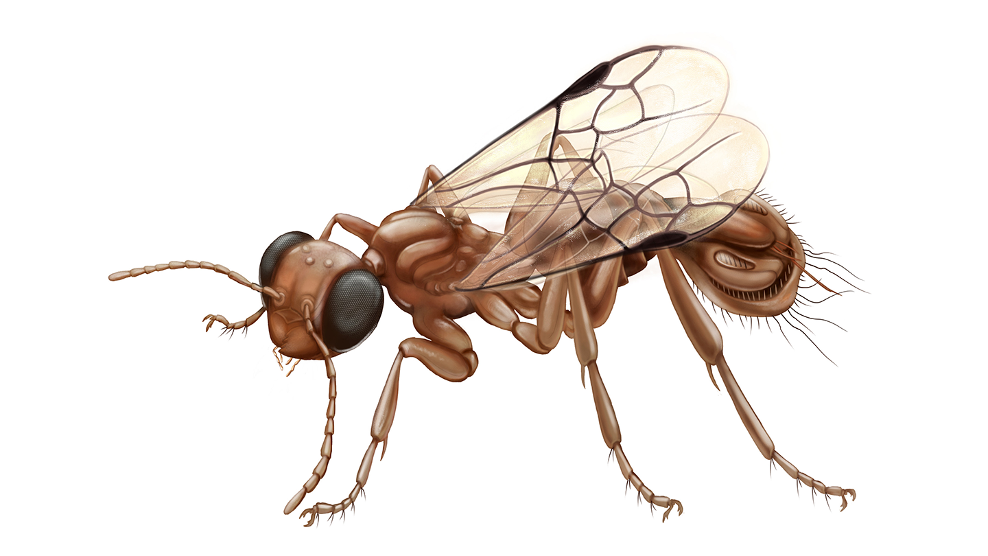 The rear end of this ancient wasp was built like a Venus flytrap