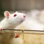 Research without lab animals? New tech is making it possible