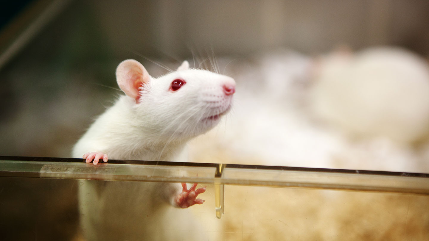 Research without lab animals? New tech is making it possible