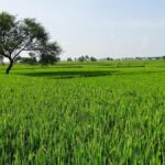 Black money to white? Tax tribunal torches farmland scam that’s cleaned crores for decades