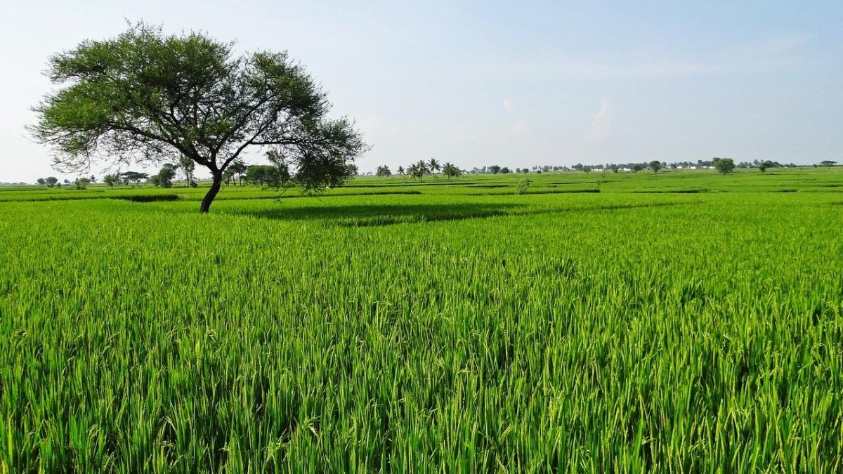 Black money to white? Tax tribunal torches farmland scam that’s cleaned crores for decades