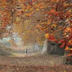 Tagged as ‘Chinar man of Kashmir’, Kupwara resident aims to plant 50,000 trees in lifetime