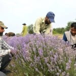 Workers harvesting lavender in the fields of Sirhama village