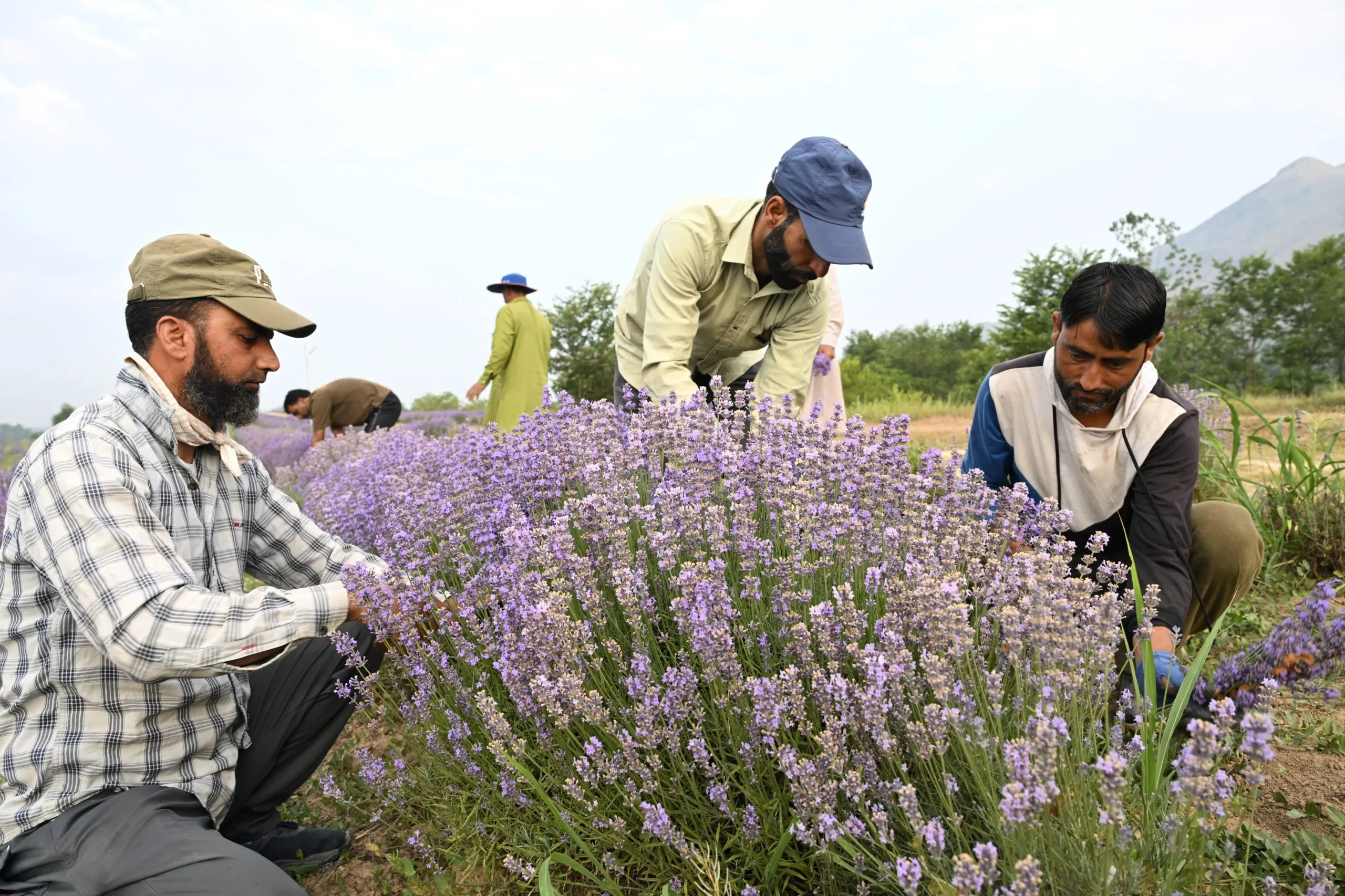 Workers harvesting lavender in the fields of Sirhama village