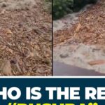 Who Is Himachal’s Pushpa? Forest Loot Exposed By Floods | Thousands Of Logs In Pandoh Dam