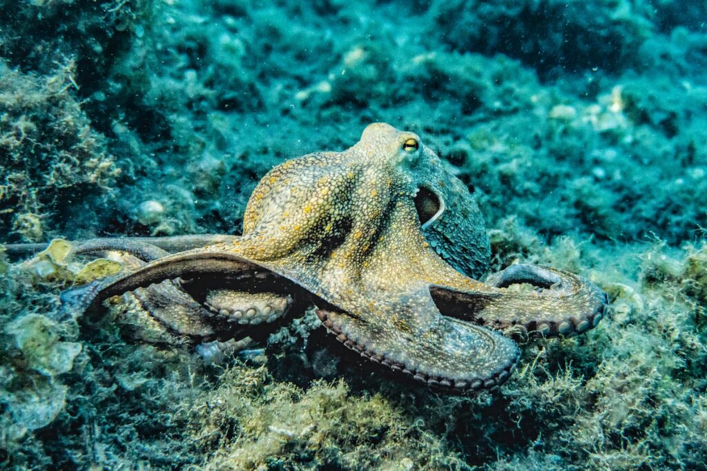 The Three-Hearted Marvel of the Ocean: The Octopus