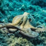 The Three-Hearted Marvel of the Ocean: The Octopus