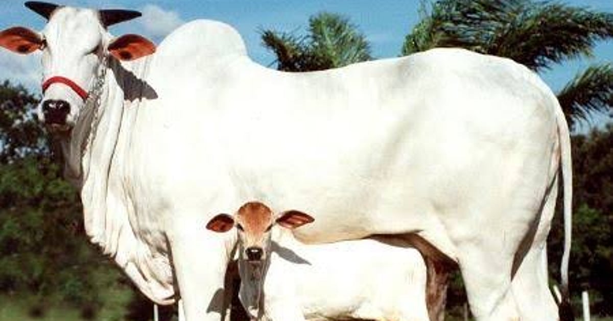 گائے کی جان بچانے کی کوشش میں 5 افراد جاں بحق، ایک کی حالت سنگین