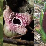 A genetic trick leaves these stinky plants reeking of rotting flesh