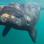 Whale pee is an ocean bounty