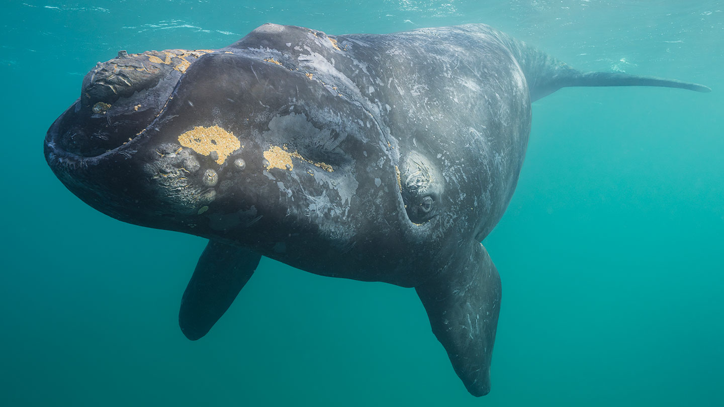 Whale pee is an ocean bounty