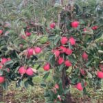 Shivraj Chouhan Reviews Horticultural Innovations in Kashmir, Promises Comprehensive Support to Farmers