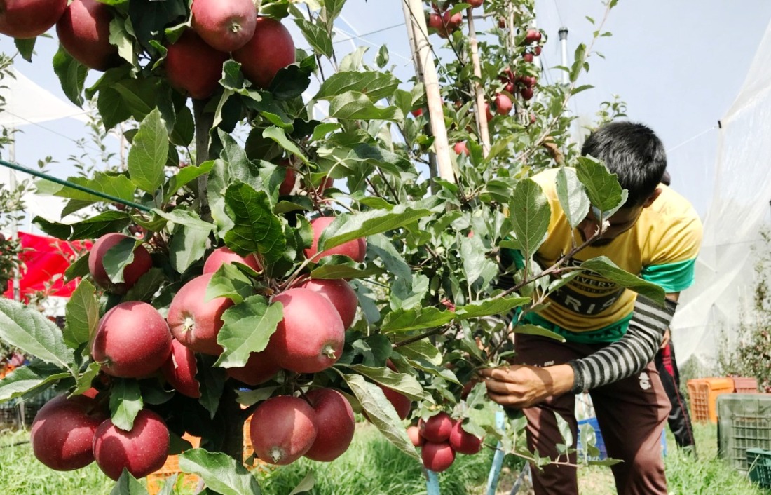 Horticulture Sector in Peril as Kashmir Faces Prolonged Heatwave