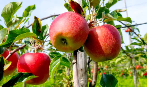 Scorching heat, rainfall deficit threaten apple quality