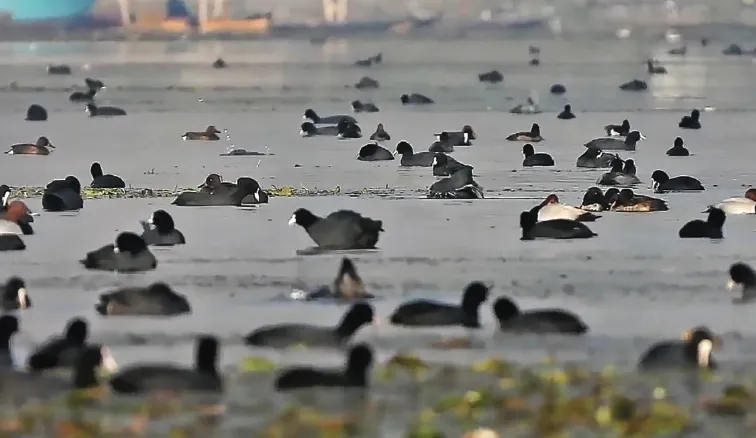 Updated bird checklist highlights 599 species across Jammu & Kashmir
