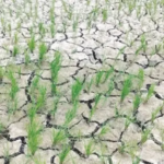 SKUAST-Kashmir issues advisory for farmers amid scorching heatwave, prolonged dry spell