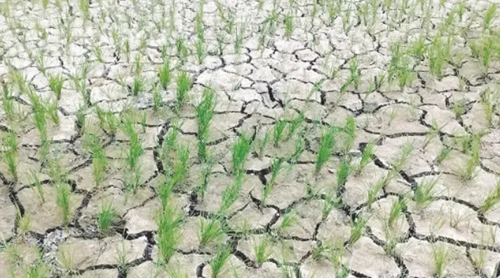 SKUAST-Kashmir issues advisory for farmers amid scorching heatwave, prolonged dry spell