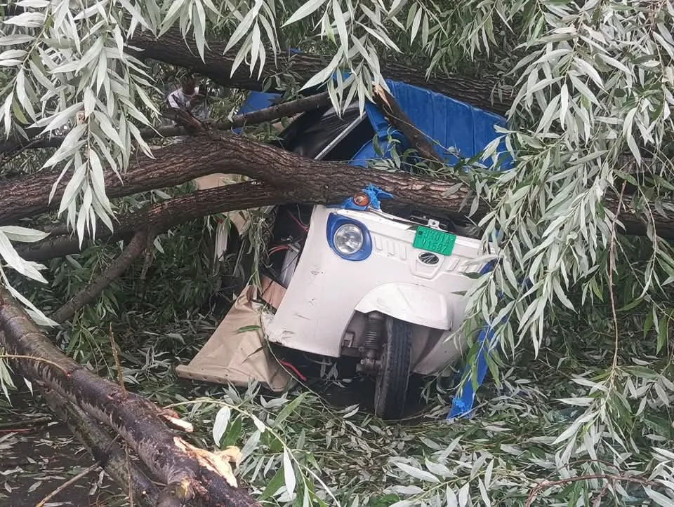 Strong winds wreak havoc in Srinagar; uproot trees, damage vehicles