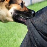 Two CRPF personnel among seven injured in stray dog attack in Bijbehara