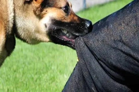 Two CRPF personnel among seven injured in stray dog attack in Bijbehara