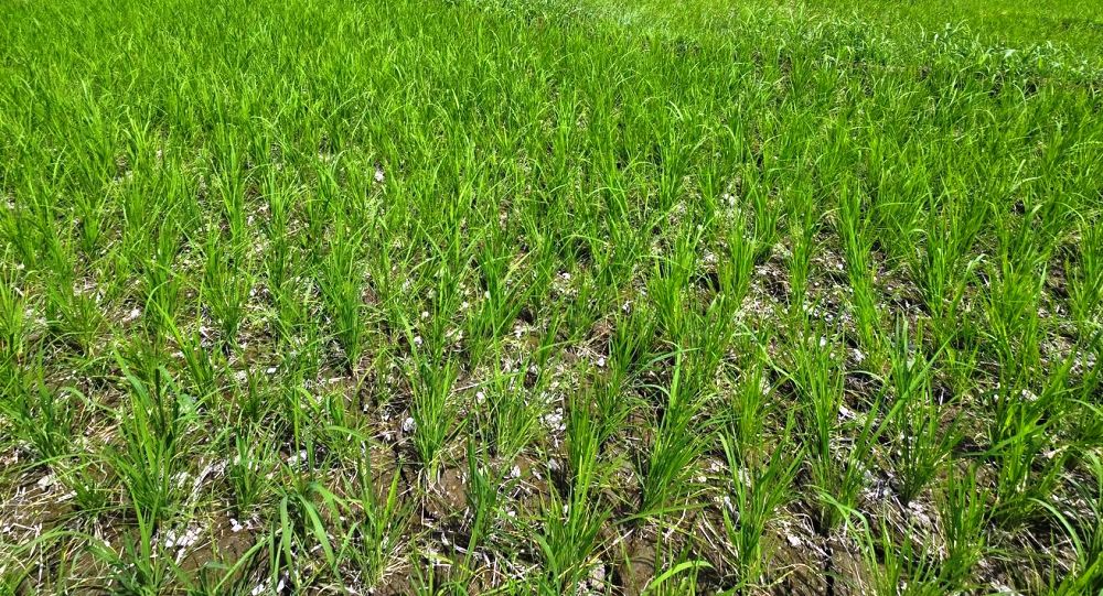 Kashmir’s Monsoon Falters Amid Record Heat, Apple Industry, Agriculture Hit Hard